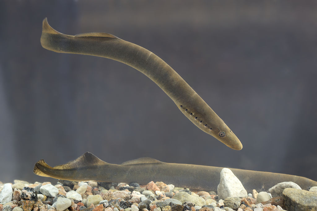 Gill pores are visible along the side of the lamprey’s head (Tiit Hunt)